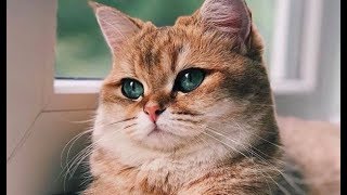 Funny Cute Cat and Kitten Videos - Kittens, Cats Playing and Meowing #92