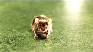 The Green Mile 1999 - Percy Chasing The Mouse