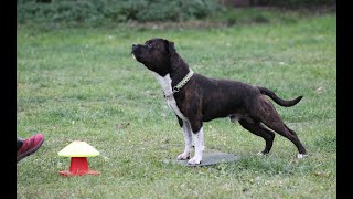 Orson - Treningowy Start W Klasie 3 Obedience.