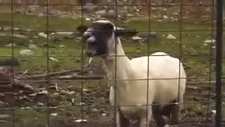 Çığlık Atan Keçi