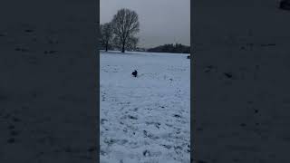 Jessie Jagd Terrier Playing Ball In The Snow