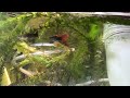 Full Red Dragon Movie 1