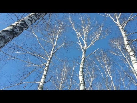 Лето в Казани 2018 года, какое будет? Прогноз погоды Лето в Казани 2018 года, какое будет? Прогноз погоды