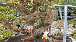 Bonsai-Bonsai Kelas Bintang Di Pamnas Ppbi Palembang 2021 Harganya Bisa Tembus Satu Miliar