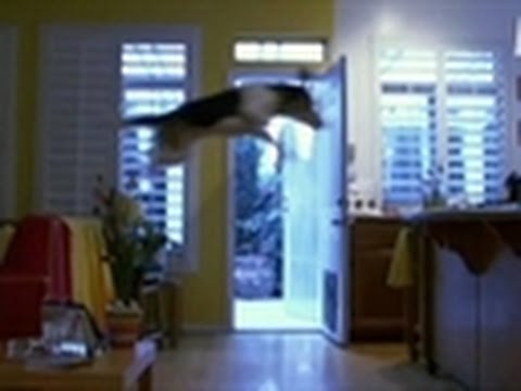 Bad Dog - Incredible Beagle Jump