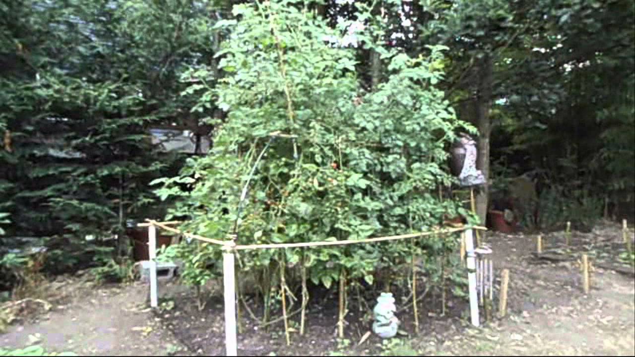 8 Ft. TALL TOMATO PLANT GROWN IN DOWNTOWN SEATTLE YouTube