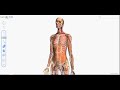 Google body ! le google maps du corps humain - youtube