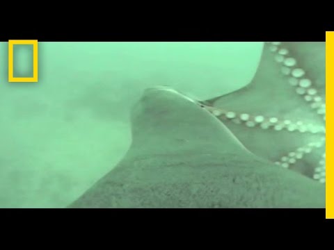 Thumb Sea Lion versus Octopus: An Epic Battle