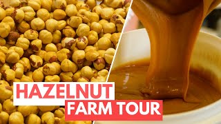 How A Hazelnut Family Farm In Italy Processes 160 Tons Of Fresh Nuts Every Year Claudia Romeo