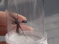 Huge Flying Ant in Slow Motion Huge Flying Ant in Slow Motion