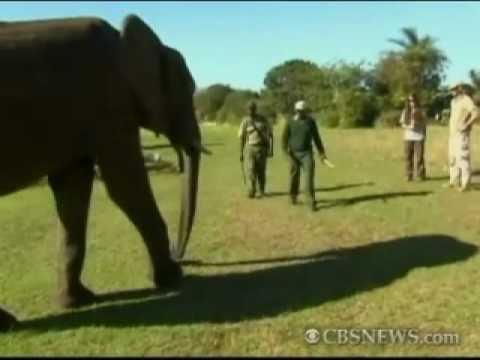 World Cup Elephant. World Cup Elephants