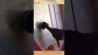 Tiere Auf Schweizerdeutsch