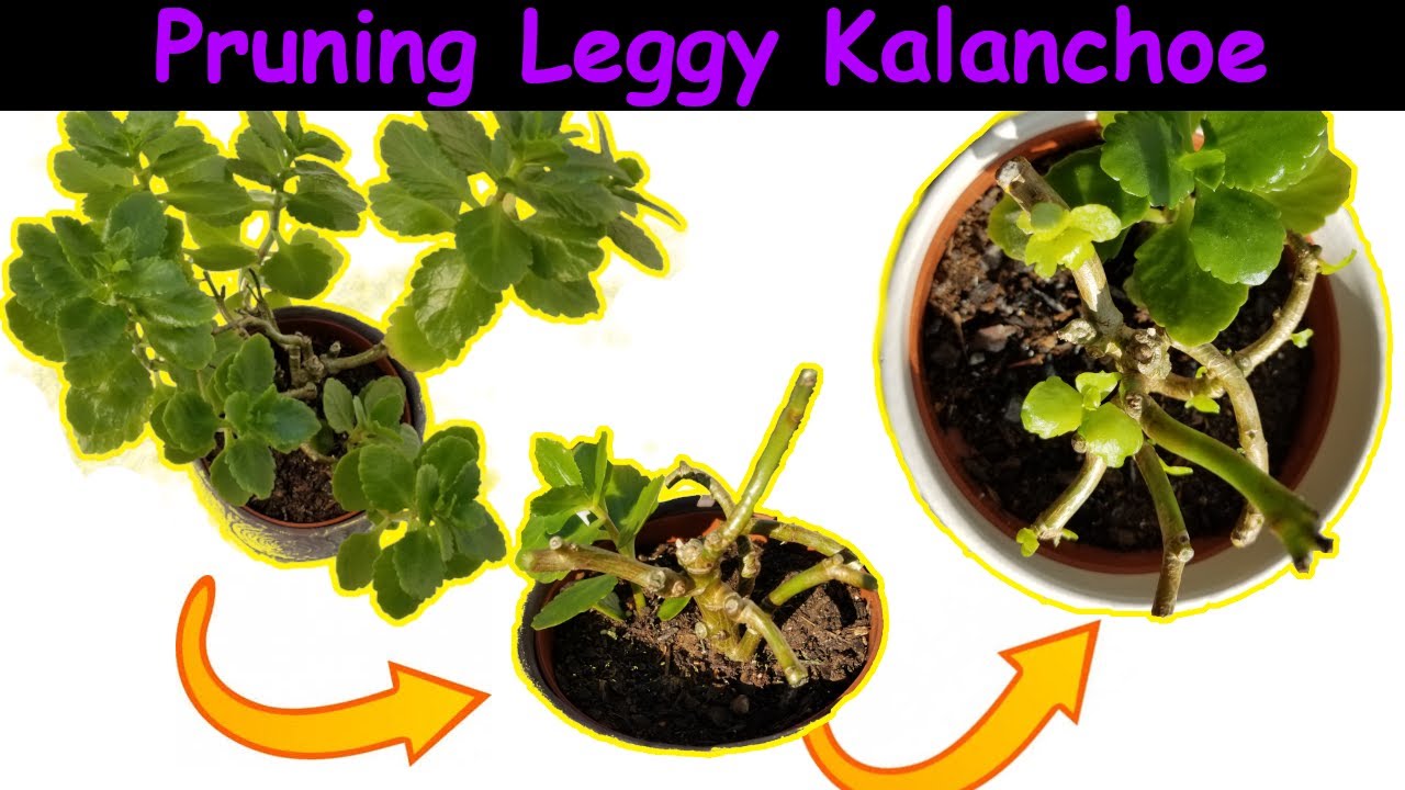 Images Of Sedum Varieties Your Option To Success