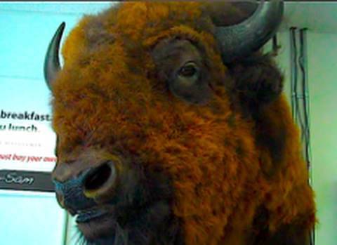 FIGHTING WITH BUFFALO!