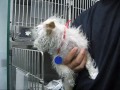 Chase - rescued the day she was scheduled to be euthanized (video By Eldad Hagar). Please subscribe