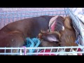 Homeless Man buys Bird Dog for $5