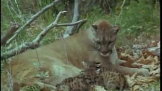 Lassie - Flight Of The Cougar (1967)