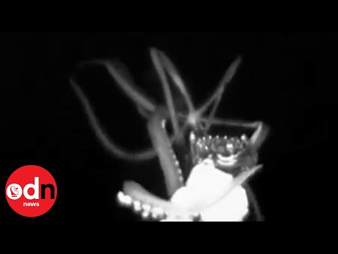 Amazing close-up footage of elusive giant squid