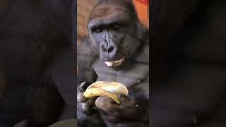 Just Instructions For Eating Bananas From The Largest Representative Of Primates