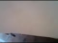 Mesum Sepasang Kucing Seru Banget images Mesum Sepasang Kucing Seru Banget