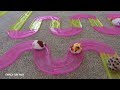 HAMSTERS INVADE THE HOUSE!!!