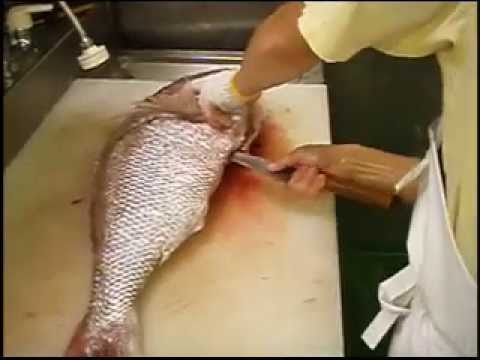 TaiSnapper Fishing in Amakusa Japan