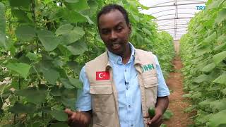 23.08.2024 Türk Projesi Somalide Tarımda Dönüşüm Sağlıyor