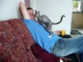 Pabs the sphynx hairless cat, nuzzling Brian