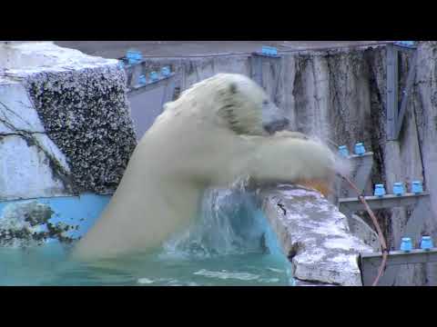 ホッキョクグマのプール遊び ~Polar Bears in pool~