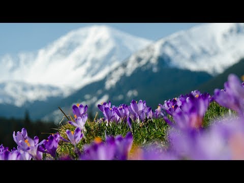 Download Peaceful Music, Instrumental Music, "Nature's Wings of Hope" by Tim Janis Download Peaceful Music, Instrumental Music, "Nature's Wings of Hope" by Tim Janis