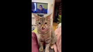 Funny And Cute Cats