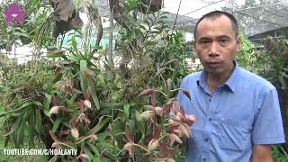 HoalanTV: Hiệp Sĩ Tầm Lan Trần Tuấn TRẢ LẠI TÊN Cho Lan Trần Mộng - GIẤC MỘNG ĐỜI TRẦN