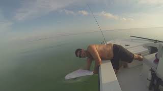 Monster Permit Release Florida Keys Style