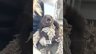 Animal World 12