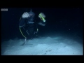 Mantis shrimps - Deadly 60 - BBC