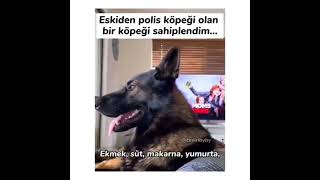 Emekli Polis Köpeği Ve Kokain