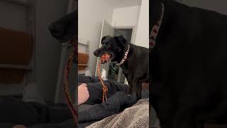 Adorable Dog Reacts To Her Favorite Words