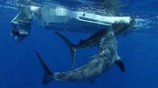 DIRECT - Un énorme requin avale un marlin
