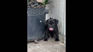 Patterdale Terrier Black 13 Nego Drama