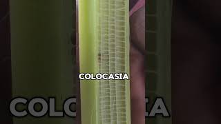 Ever Seen A Plant Stem Like This?