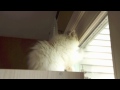 Marshmallow Kitten goes Manic on Reflections
