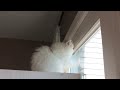 Marshmallow Kitten goes Manic on Reflections