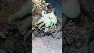 Crazy Octopus Camouflage Ig - Ibrahim.elhariry