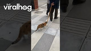 Cat Tries Catching Gentleman's Cane || Viralhog