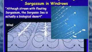 FAU OSLS - Secrets of the Sargasso Sea - Brian Lapointe, Ph.D.