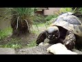 Sony DSC-W290 Test - our tortoise munching banana and sneezing