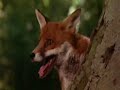 O pequeno principe a raposa - youtube