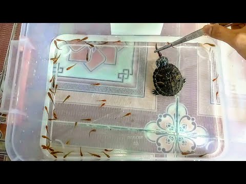 Cách cho rùa bụng vàng ăn khi mới lấy lấy về