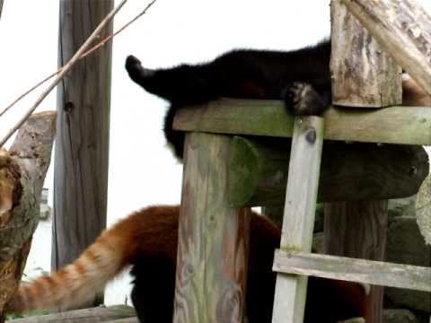 落ち着きの無いライラ☆円山動物園レッサーパンダ