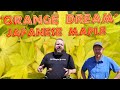 Acer Palmatum 'Orange Dream' Yellow Japanese Maple